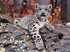 Snow Leopard Cub